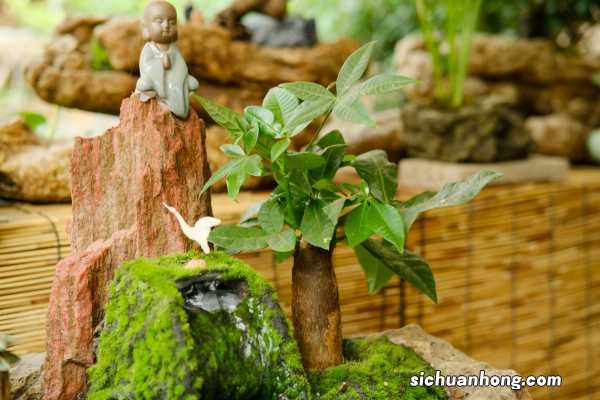 发财树喜欢水吗