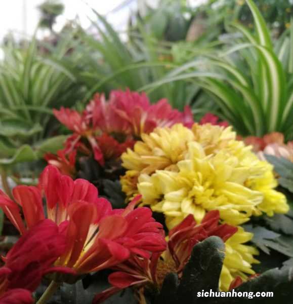 菊花能放在卧室吗