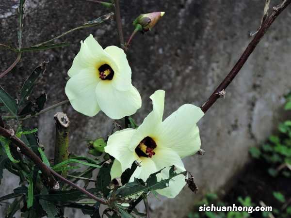 秋葵怎么种植方法,秋葵种子怎么种