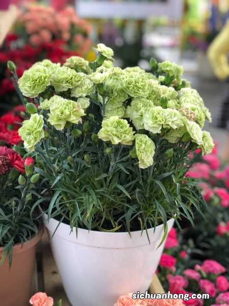 康乃馨可以吃吗