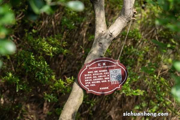 盆栽的红枫怎么养