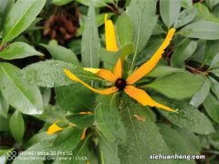 菊花养护要注意什么问题，菊花需要修剪吗