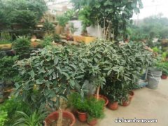 盆景桂花怎样过冬，能过冬吗