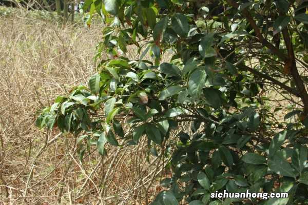 盆景桂花怎么修剪,如何修剪成型