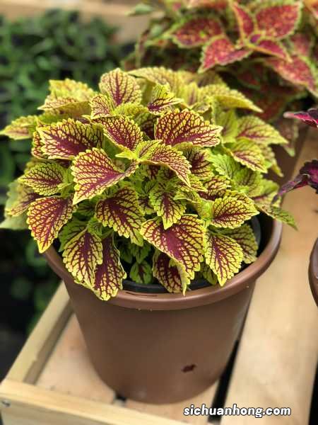 五彩苏能不能放在卧室