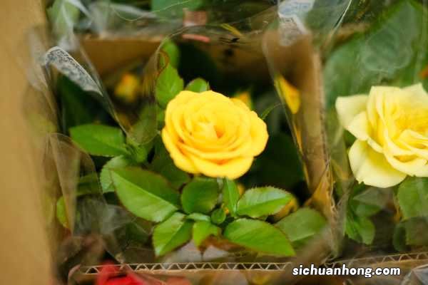 月季什么时候开花