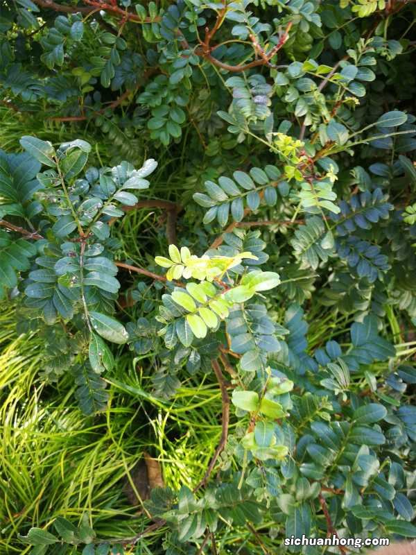 清香木什么时候开花