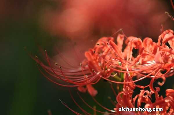 彼岸花用什么盆种植,夏季可以给彼岸花换盆吗