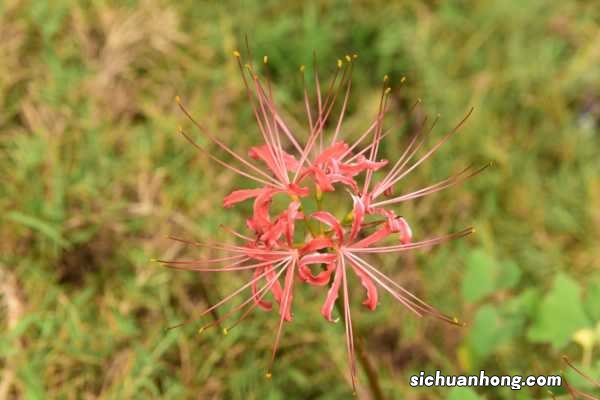 彼岸花修剪花枝的技巧，彼岸花怎么修剪