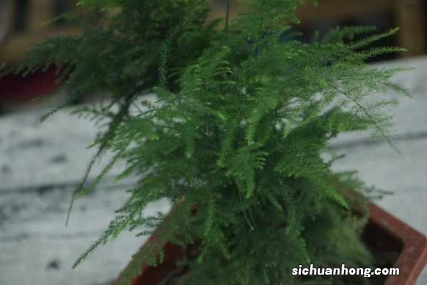 文竹全部剪掉还会发吗