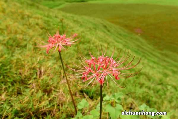 彼岸花喜水吗,彼岸花怎么浇水