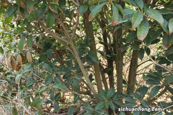 桂花树可以种在院子里吗