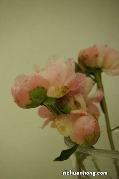 为什么家里不能种芍药