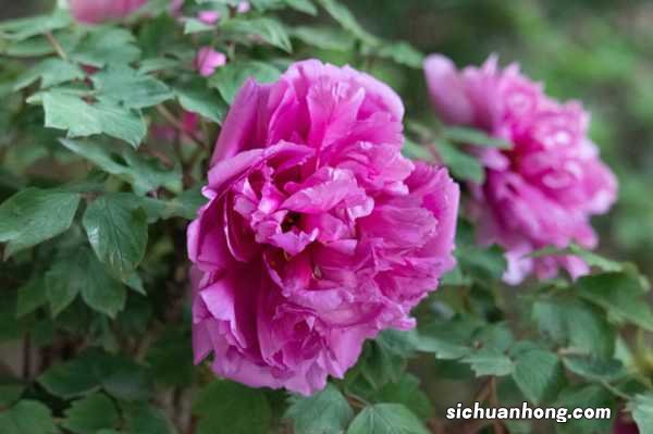 无锡小娄巷154岁牡丹，一口气开72朵， 老外曾专门给它拍纪录片