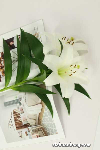 百合怎么养才能爆盆，百合花谢后怎么办