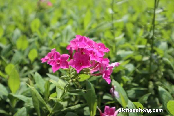 石竹的功效与作用