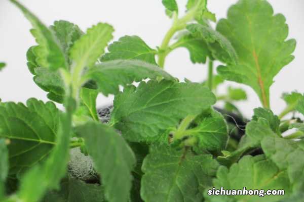 美女樱养殖方法