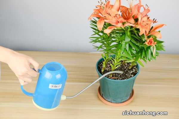 百合好养活吗，该怎么养？