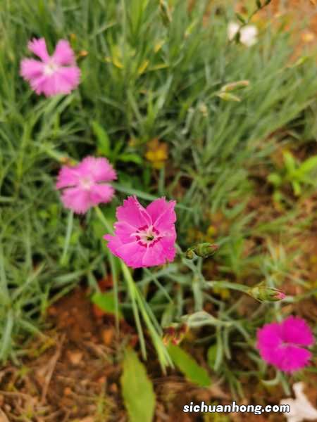 石竹什么时候开花