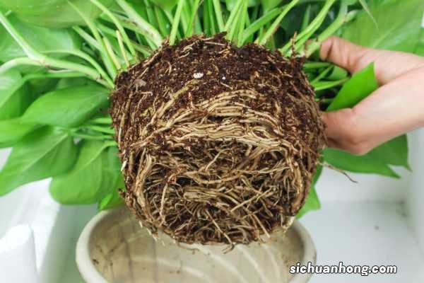 绿萝换盆的时候要注意什么，要用什么土