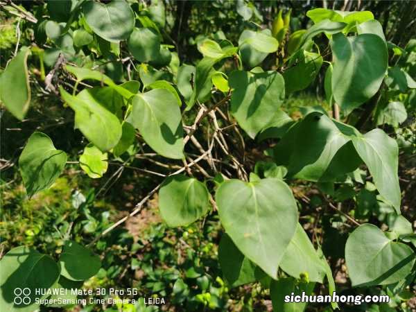 丁香树能栽在院子里吗