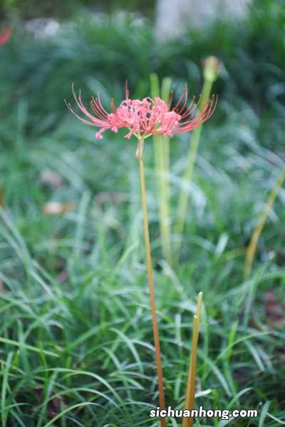 彼岸花什么季节开花，彼岸花几年才开花