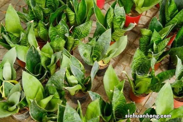 家里养虎皮兰不吉利吗