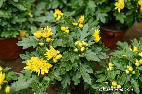 四季菊花怎么养