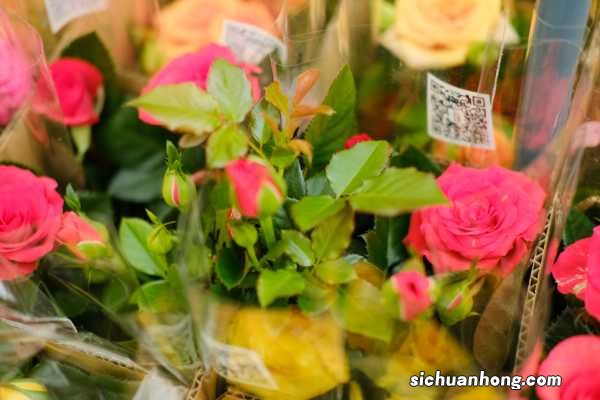 树状月季好养吗,该怎么养?