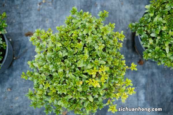 杜鹃花放在客厅好吗