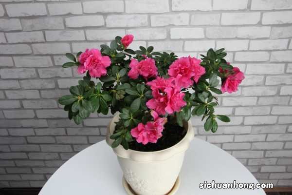 杜鹃花放在卧室好吗