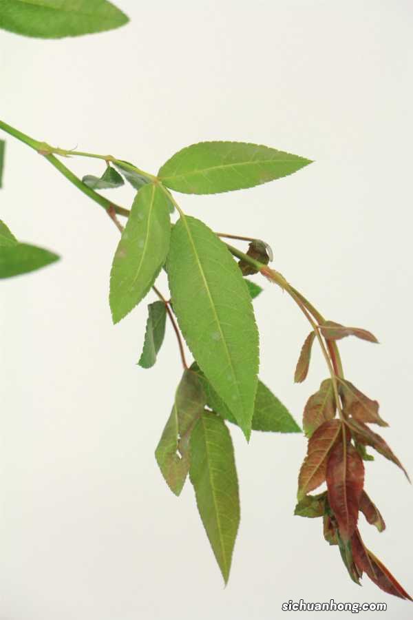 甜蜜红木香几年开花