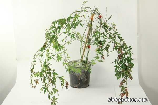 甜蜜红木香几年开花