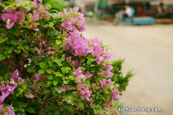 三角梅几月份发芽