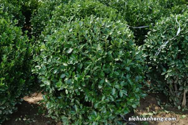 雀舌黄杨怎么养