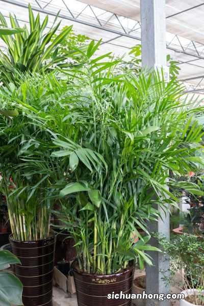 散尾葵可以放在卧室吗