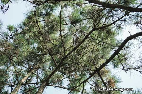 黑松适合栽在庭院吗，栽在庭院中怎么养？