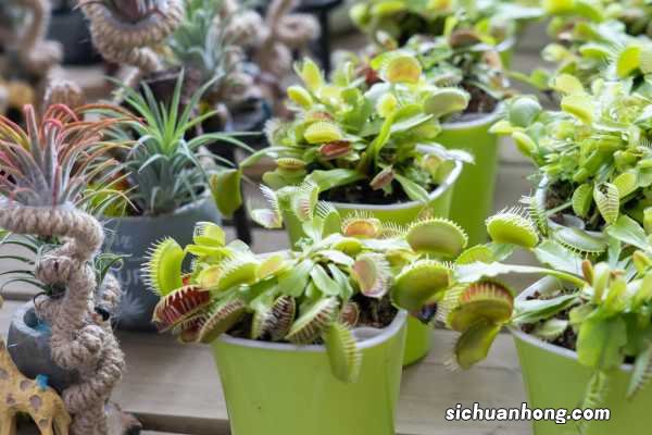 食蝇草怎么养护