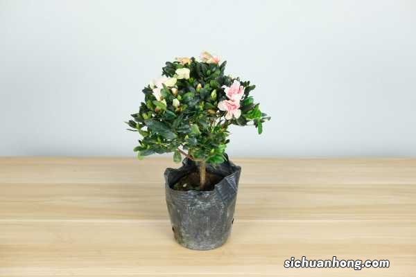 西洋杜鹃什么时候开花