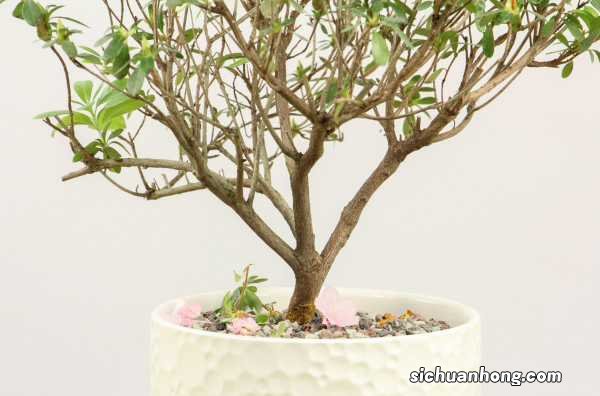 西洋杜鹃什么时候开花