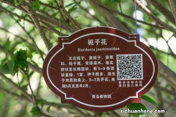 栀子花能活多少年