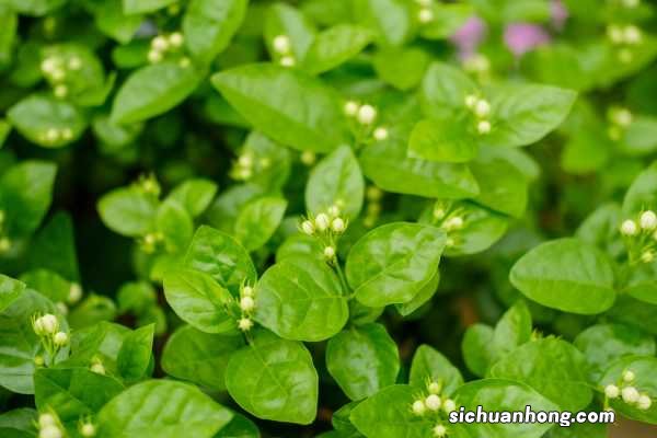 茉莉花怎么养殖