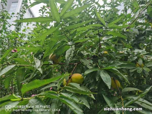 桃树适合种在院子里吗