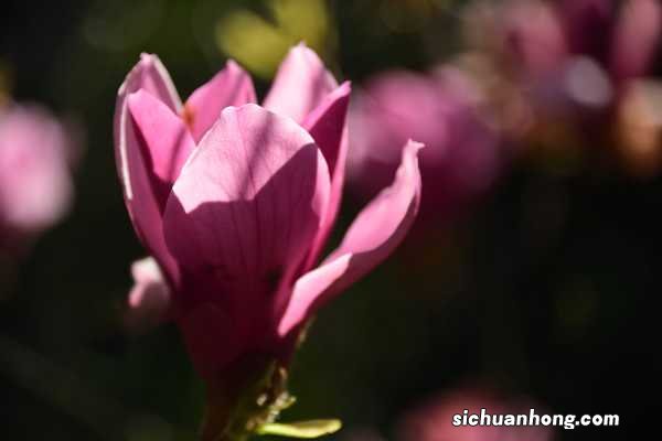 白兰花什么时候开花