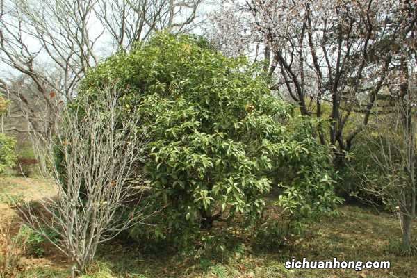 桂花花期能施肥吗,开花时怎么浇水