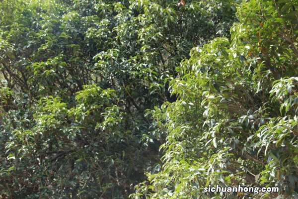 桂花花期能施肥吗,开花时怎么浇水