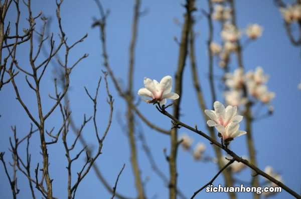 白兰花的药用价值