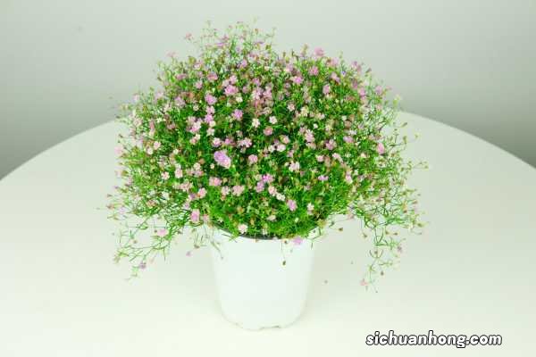 满天星适合放在卧室吗