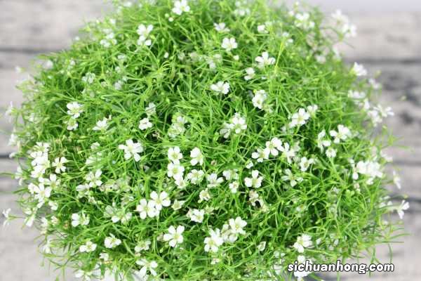 满天星适合放在卧室吗