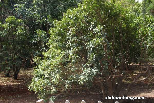 桂花喜欢什么土壤